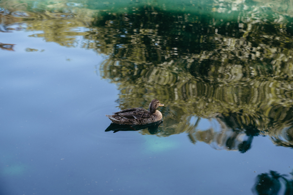 Duck floating on a pond with reflections of trees.






