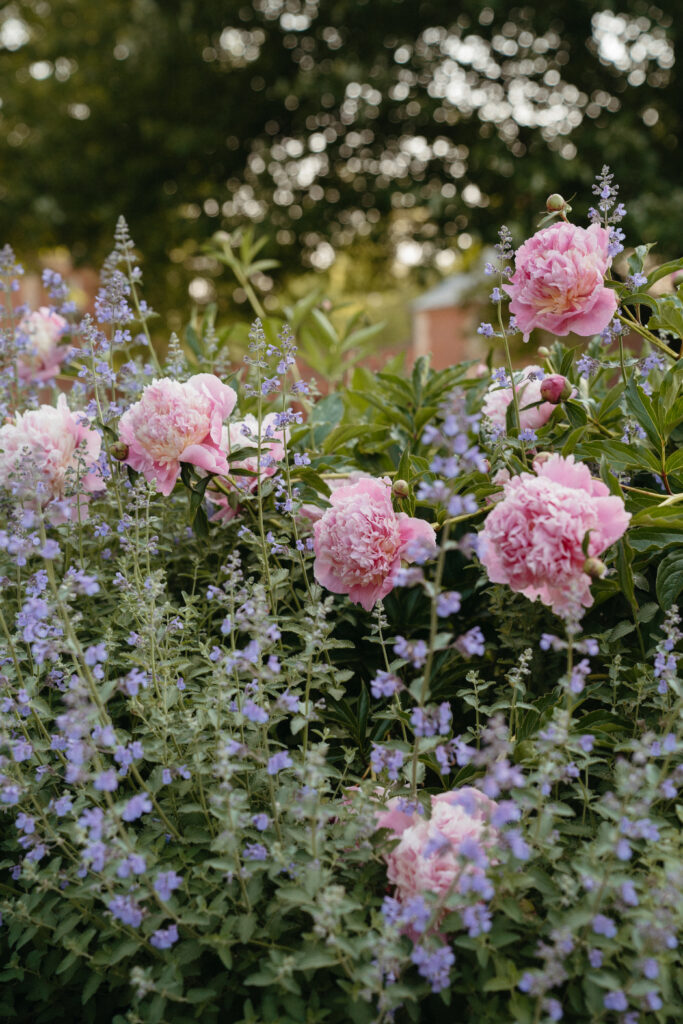 A garden with blooming pink peonies and lavender flowers, set against a backdrop of green foliage and blurred trees.