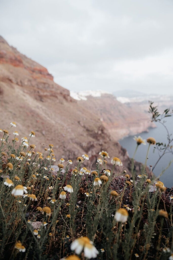 Wildflowers overlooking a rocky cliff and calm water under soft, overcast skies — a peaceful scene for couples dreaming of getting married in Italy.