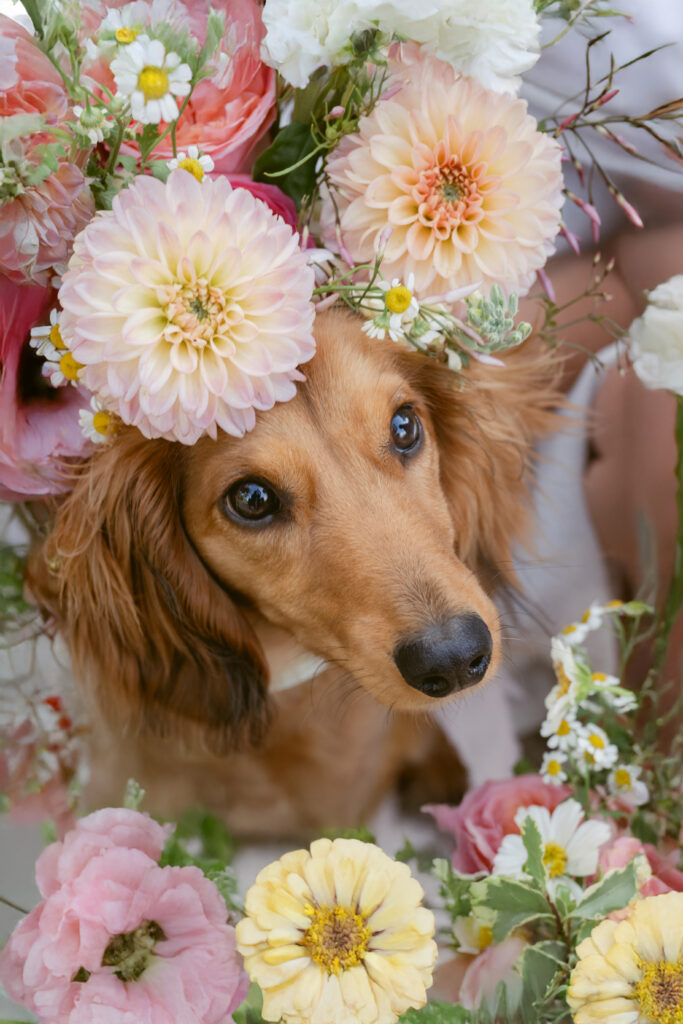 Adorable dachshund surrounded by pastel flowers during wedding, captured by top Cincinnati wedding photographers.