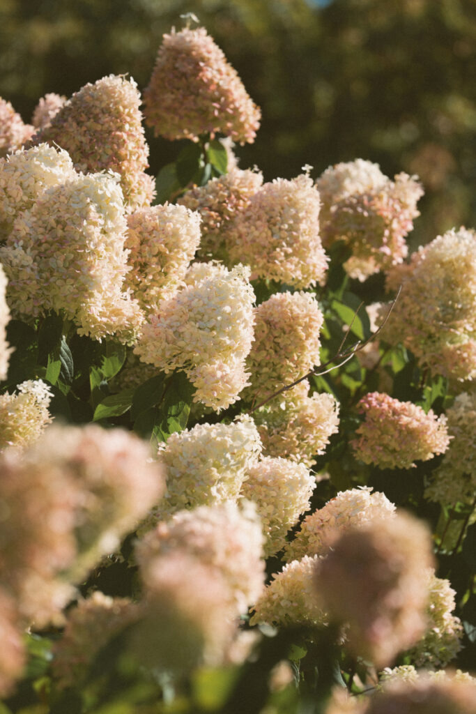 Close-up of blooming hydrangeas in late summer light during an Ohio garden wedding at Kingwood Center.