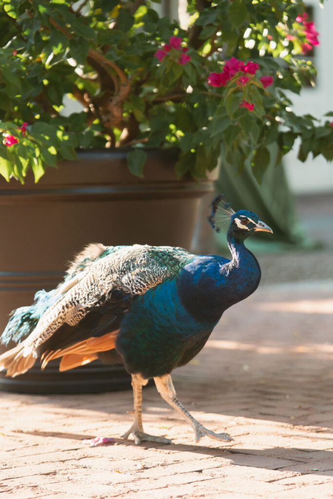 Peacock walking near potted flowers during sunny Ohio garden wedding at Kingwood Center Gardens.