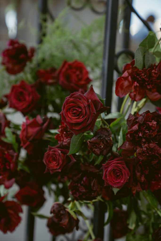 a close up of deep red roses