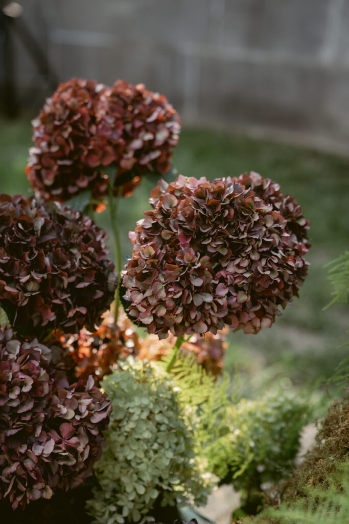 Close-up of dried burgundy hydrangeas in garden at romantic Laurel Court wedding in Cincinnati, Ohio.