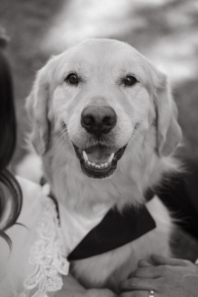 Golden retriever in a tux smiling during a Laurel Court wedding with the bride and groom.