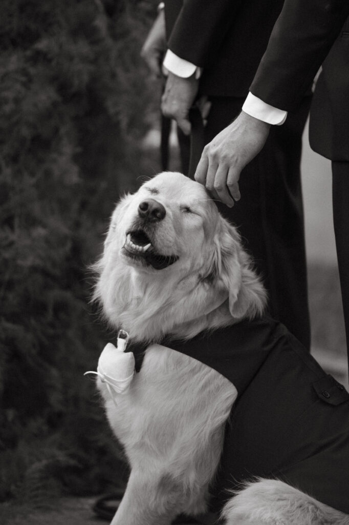 Golden retriever in a tuxedo getting petted during wedding ceremony, looking joyful and content.