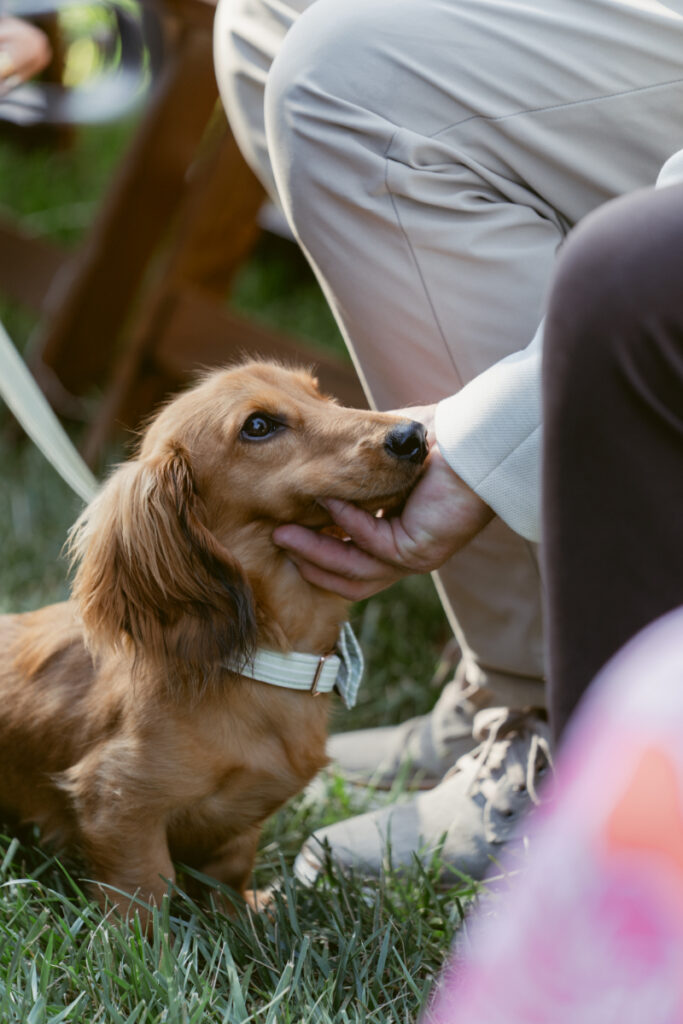 Sweet dachshund gets a gentle pet during the ceremony—wholesome Moments You Won’t See on Your Wedding Day.