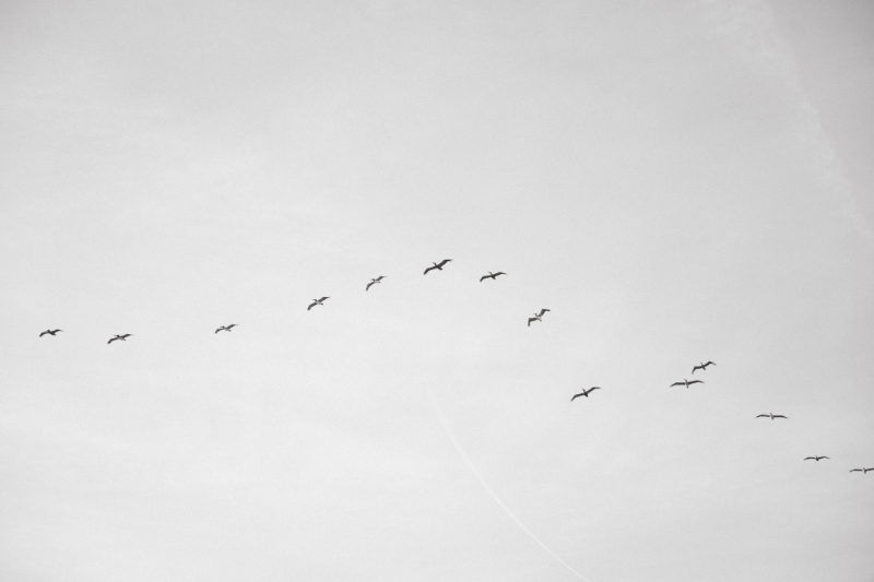 A quiet sky frames a graceful arc of birds in flight—simple, serene, and full of symbolism.