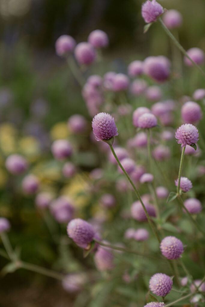 Close-up of delicate purple flowers in soft focus, gently swaying with a blurred garden background. The image adds a dreamy, nature-inspired detail that complements natural engagement photos with texture and color.