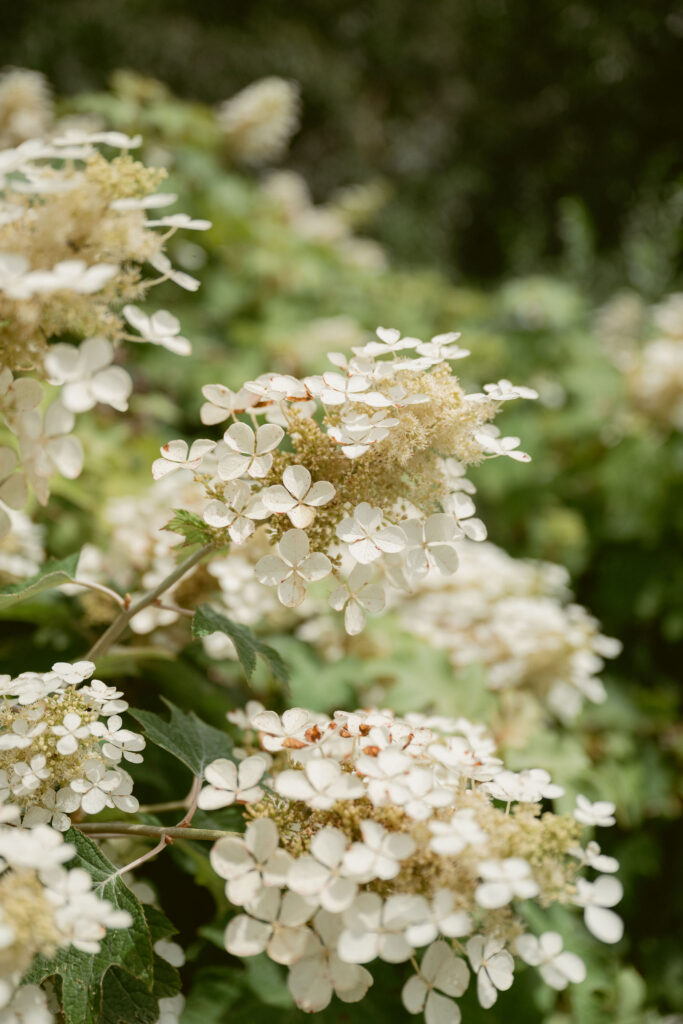 Close-up of white hydrangea blooms growing in a lush garden.
